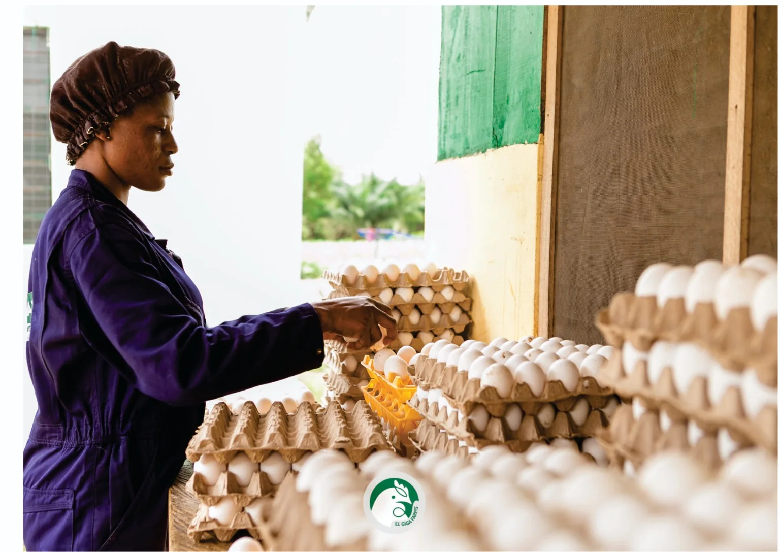 EL Giga Farms team member handling trays of locally produced eggs