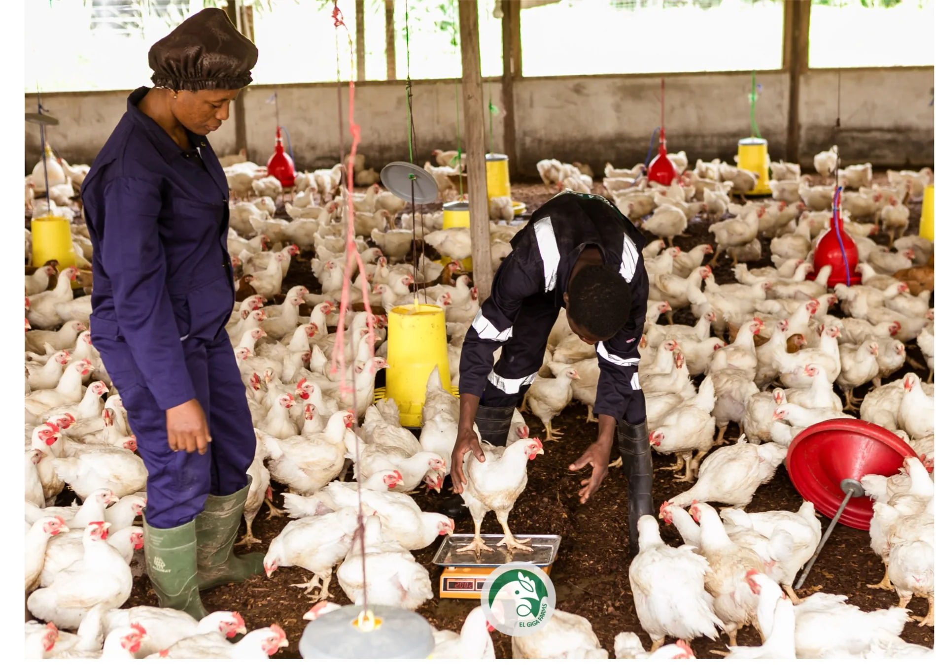 Poultry being tended inside a poultry house